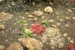 Drosera burmanni